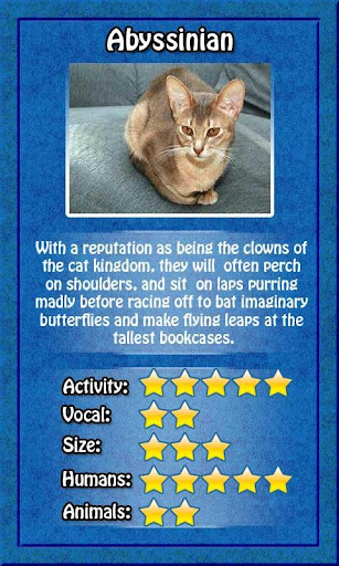 Cats: Breed Guide