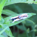 Beautiful Wood-Nymph