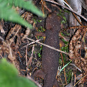 California Newt