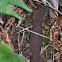 California Newt
