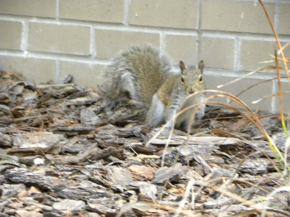 Spotting Image 1