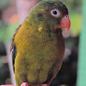 Loro