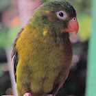 Loro