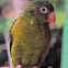 Loro