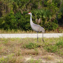 Sandhill Crane