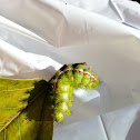 Io moth caterpillar