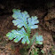 Blue Fern / Peacock Fern