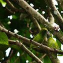 Guaiabero Parrot