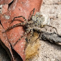 Wolf Spider