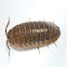 Pill bug