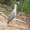 Yellow-crowned Night Heron