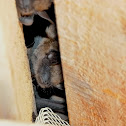 Big Brown Bat