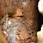 Animal Nest