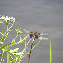 Widow Skimmer