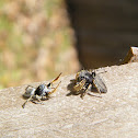 Jumping spiders