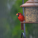 Northern Cardinal