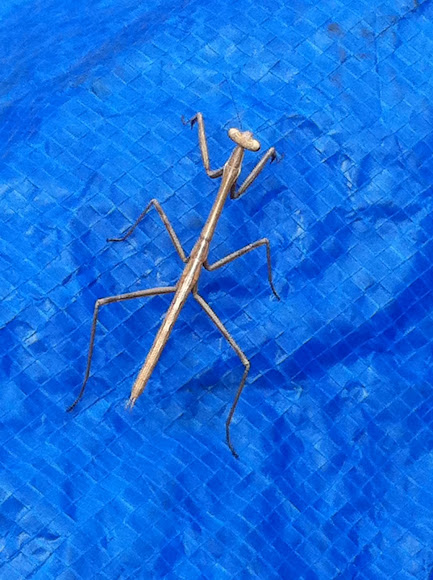 Spotting Image 1