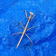 Praying Mantis