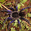 Giant Purple Tarantula
