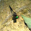 Clamp-tipped Emerald