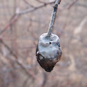 Mold