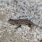 Sierra Fence Lizard