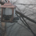 Tufted Titmouse