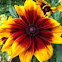  Black-eyed Susan