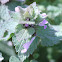 Deadnettle