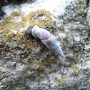 some snail