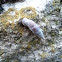 some snail