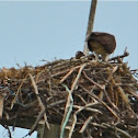 Osprey with chicks