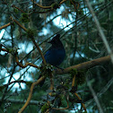 Steller's Jay