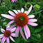 Purple coneflower