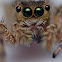 Jumping Spider