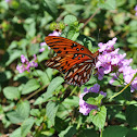 Gulf Fritillary
