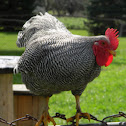 Rooster