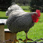 Rooster