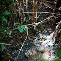 Water moccasin, Cotton mouth, Viper