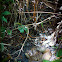 Water moccasin, Cotton mouth, Viper