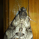 Hawk moth