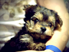 Cachorro Yorkshire Antofagasta