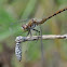 Cherry-Faced Meadowhawk