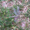 Dragon Fly
