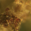 Soil Hyphae