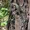 Eastern Fence Lizard