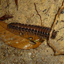 Tractor millipede