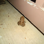 American Toad