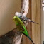 Parakeets