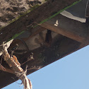 bat